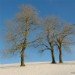 Trees 281209